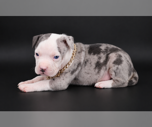 American Bully Puppy for sale in CHAMPAIGN, IL, USA