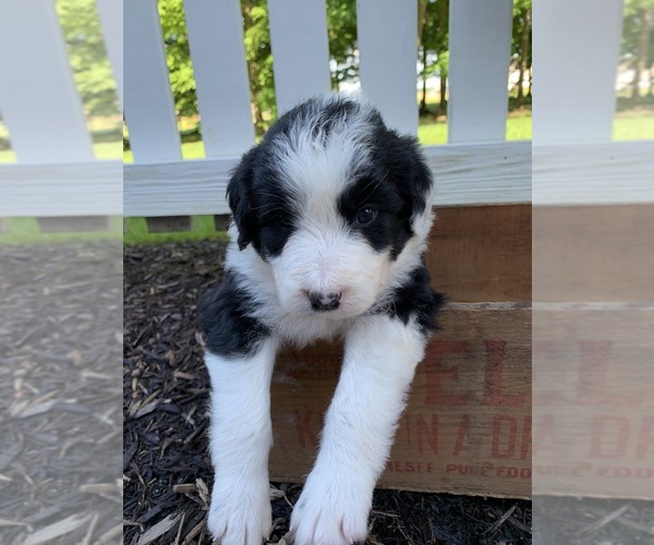 Medium Photo #3 Bordoodle Puppy For Sale in CRESTON, OH, USA