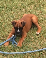 Boxer Puppy for sale in WILMORE, KS, USA