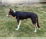Small #22 Border Collie