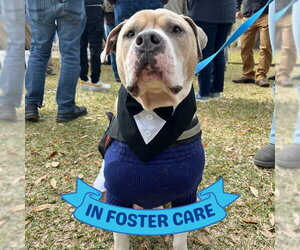 FRED - Male American Bulldog-Unknown Mix Dog for Adoption - Photo #2