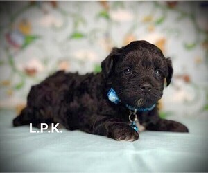 YorkiePoo Puppy for sale in WINNSBORO, LA, USA