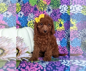 Miniature Labradoodle Puppy for sale in NOTTINGHAM, PA, USA