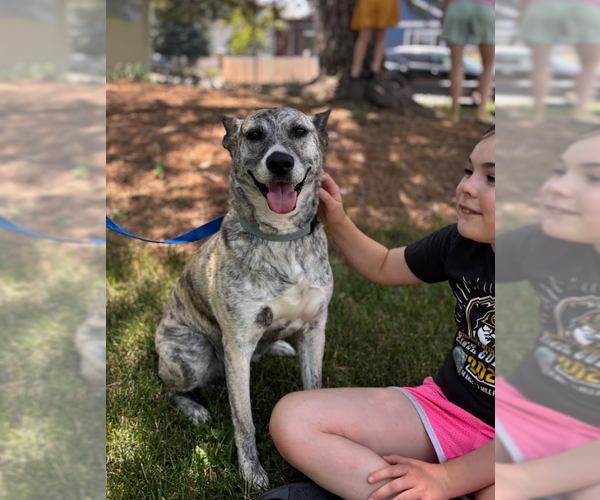 Medium Photo #1 Dutch Shepherd -Unknown Mix Puppy For Sale in Aurora, CO, USA