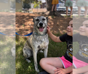 Dutch Shepherd -Unknown Mix Dogs for adoption in Aurora, CO, USA