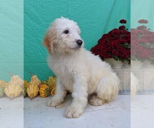 Miniature Bernedoodle Puppy for sale in FREDERICKSBG, OH, USA