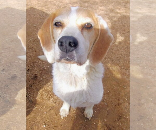 Medium Photo #2 Beagle Puppy For Sale in Apple Valley, CA, USA