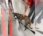 Small #6 American Pit Bull Terrier