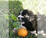 Small Photo #6 Bernedoodle Puppy For Sale in FLEMING ISLAND, FL, USA