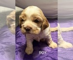 Small #1 Cocker Spaniel