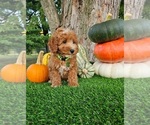Small #3 Poodle (Miniature)