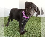 Small Photo #6 Mutt Puppy For Sale in San Diego, CA, USA