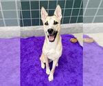 Small #2 German Shepherd Dog Mix