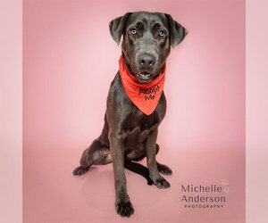 Labrador Retriever Dogs for adoption in Corona, CA, USA