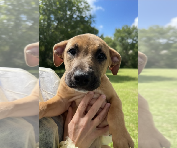 Medium Photo #1 Mutt Puppy For Sale in Elmsford, NY, USA