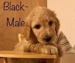 Small Photo #7 Poodle (Standard) Puppy For Sale in SOMERSET, KY, USA