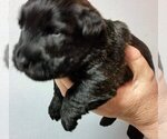 Small Scottish Terrier