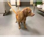 Small #34 Dachshund Mix