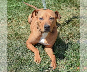 Blossom - Female American Staffordshire Terrier-Vizsla Mix Dog for Adoption - Photo #4