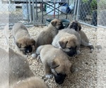 Small #4 German Shepherd Dog-Great Pyrenees Mix