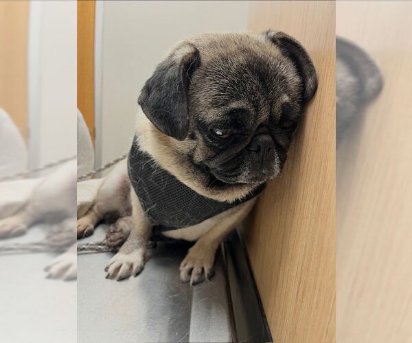 Medium Photo #2 Pug Puppy For Sale in Indianapolis, IN, USA