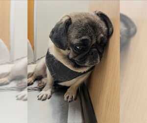 Maggie May - Female Pug Dog for Adoption - Photo #2