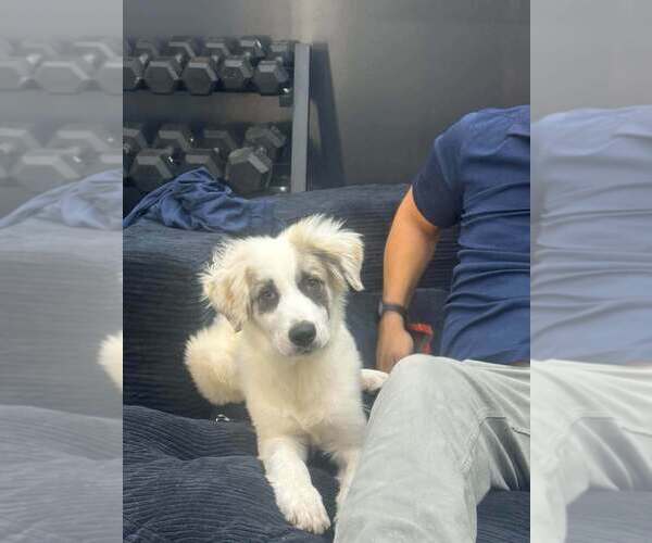 Medium Photo #3 Anatolian Pyrenees Puppy For Sale in New York, NY, USA