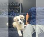 Small Photo #3 Anatolian Pyrenees Puppy For Sale in New York, NY, USA