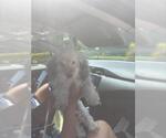 Small Poodle (Toy)