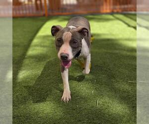 Mutt Dogs for adoption in Las Vegas, NV, USA