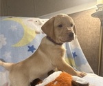 Small #3 Labrador Retriever