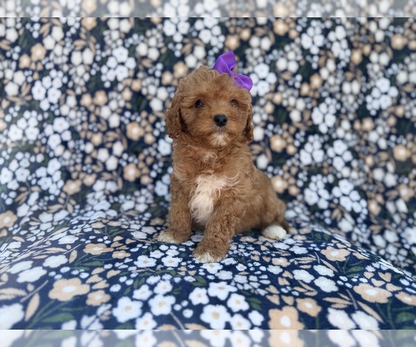 Medium Photo #6 Cavapoo (Miniature) Puppy For Sale in LAKELAND, FL, USA