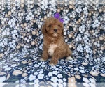 Small #5 Cavapoo (Miniature)
