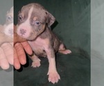 Small #2 American Bully