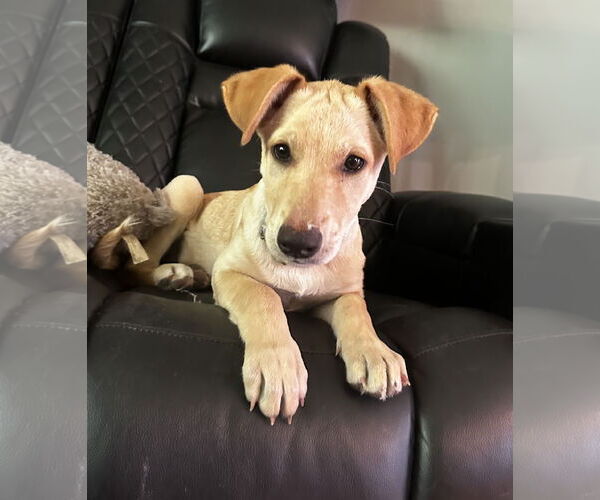 Medium Photo #4 Shepradors Puppy For Sale in Princeton, MN, USA