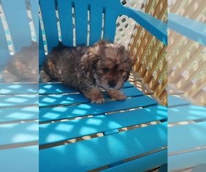 Silky Cocker Puppy for sale in WOBURN, MA, USA