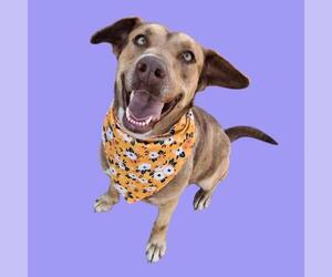 Mutt Dogs for adoption in Bakersfield, CA, USA