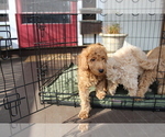 Small #6 Goldendoodle