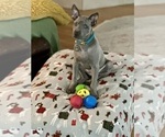 Small #8 Thai Ridgeback