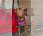 Small #4 Bullypit