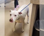 Small American Pit Bull Terrier