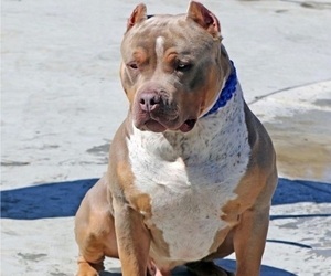 Father of the American Bully puppies born on 09/17/2021