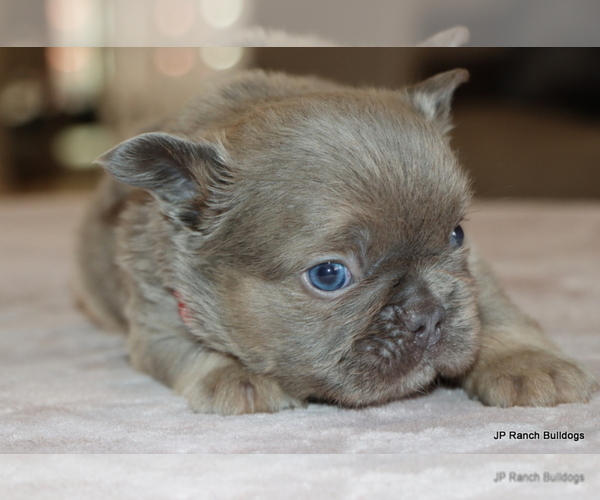 Medium Photo #8 French Bulldog Puppy For Sale in WINNSBORO, TX, USA