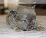 Small #7 French Bulldog