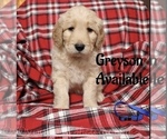 Small Photo #3 Goldendoodle Puppy For Sale in GR, MI, USA