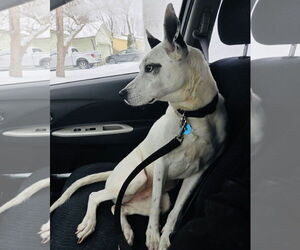 Mrs. Moose - Female Mutt Dog for Adoption - Photo #2