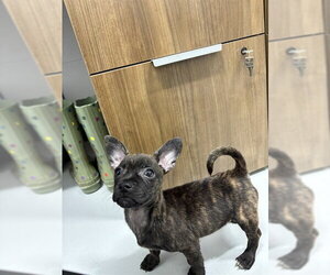 Chiweenie Dogs for adoption in Temple, TX, USA