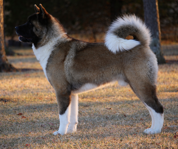 Medium Photo #1 Akita Puppy For Sale in STRAFFORD, MO, USA