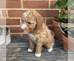 Small #2 Goldendoodle (Miniature)