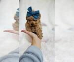 Small Photo #17 Pomeranian Puppy For Sale in BOCA RATON, FL, USA
